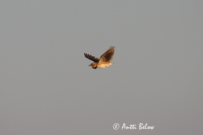 Avainsanat: Calàndria Kalanderlærke Kalanderleeuwerik Calandra Lark  Arokiuru Alouette calandre Kalanderlerche Kalandrapacsirta Sunnulævirki Calandra Kalanderlerke Calhandra-comum Melanocorypha calandra Calandria Común Kalanderlärka