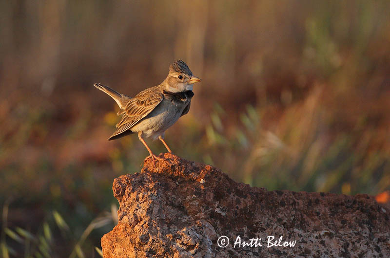 Avainsanat: Calàndria Kalanderlærke Kalanderleeuwerik Calandra Lark  Arokiuru Alouette calandre Kalanderlerche Kalandrapacsirta Sunnulævirki Calandra Kalanderlerke Calhandra-comum Melanocorypha calandra Calandria Común Kalanderlärka