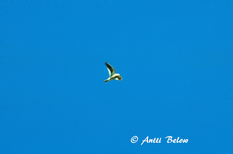 Avainsanat: Witvleugelleeuwerik White-winged Lark Valkosiipikiuru Alouette leucoptère Weißflügellerche Calandra siberiana Hvitvingelerke Melanocorypha leucoptera Calandria Aliblanca Vitvingad lärka