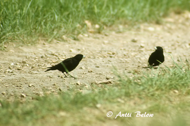poor quality
Avainsanat: Zwarte leeuwerik Black Lark Mustakiuru Alouette nègre Mohrenlerche Calandra nera Svartlerke Melanocorypha yeltoniensis Calandria Negra Svartlärka