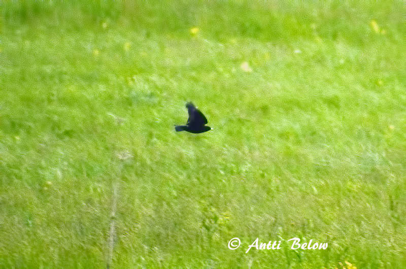 poor quality
Avainsanat: Zwarte leeuwerik Black Lark Mustakiuru Alouette nègre Mohrenlerche Calandra nera Svartlerke Melanocorypha yeltoniensis Calandria Negra Svartlärka