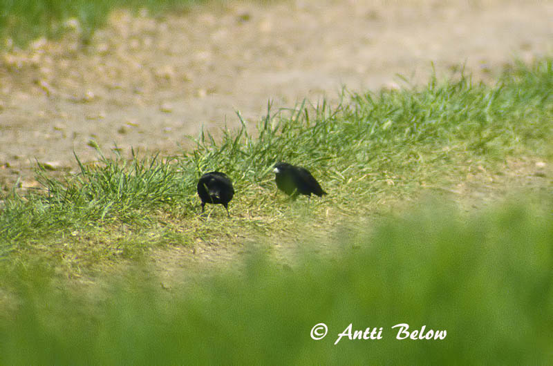 poor quality
Avainsanat: Zwarte leeuwerik Black Lark Mustakiuru Alouette nègre Mohrenlerche Calandra nera Svartlerke Melanocorypha yeltoniensis Calandria Negra Svartlärka