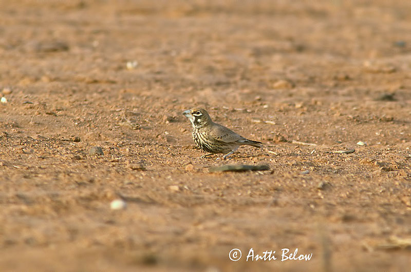 Avainsanat: Thick-billed Lark Rhamphocoris clotbey paksunokkakiuru Knackerlerche Tjocknäbbad lärka Alouette de Clotbey Alondra piquigruesa Calàndria de Clotbey Allodola beccogrosso Diksnavelleeuwerik Tyknæbbet Lærke Tykknebblerke Calhandra-de-bico-grosso 