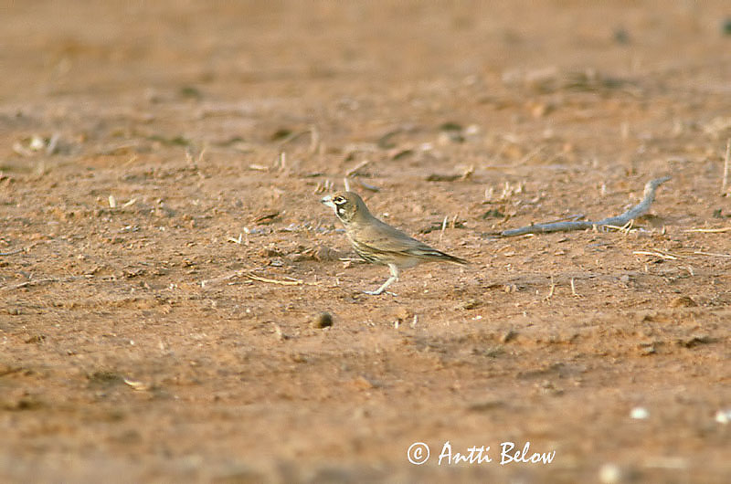 Avainsanat: Thick-billed Lark Rhamphocoris clotbey paksunokkakiuru Knackerlerche Tjocknäbbad lärka Alouette de Clotbey Alondra piquigruesa Calàndria de Clotbey Allodola beccogrosso Diksnavelleeuwerik Tyknæbbet Lærke Tykknebblerke Calhandra-de-bico-grosso 