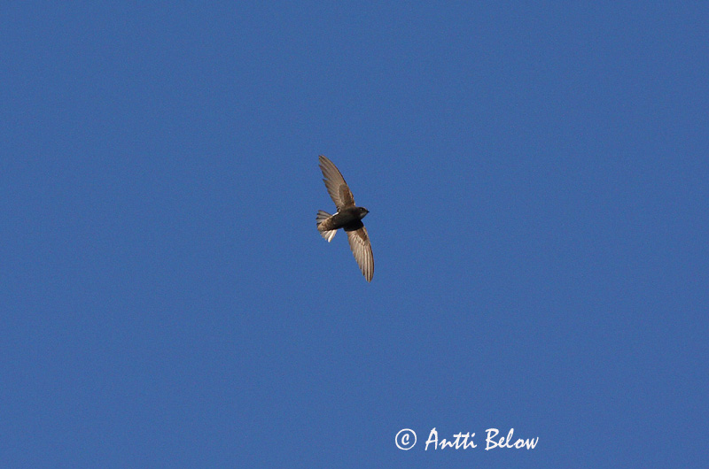 Avainsanat: Pikkutervapääsky Falciot cuablanc comú Lille sejler Huisgierzwaluw Little Swift Martinet des maisons Haussegler Kis sarlósfecske Skíðsvölungur Småseiler Andorinhão-pequeno Apus affinis Vencejo Moro Stubbstjärt