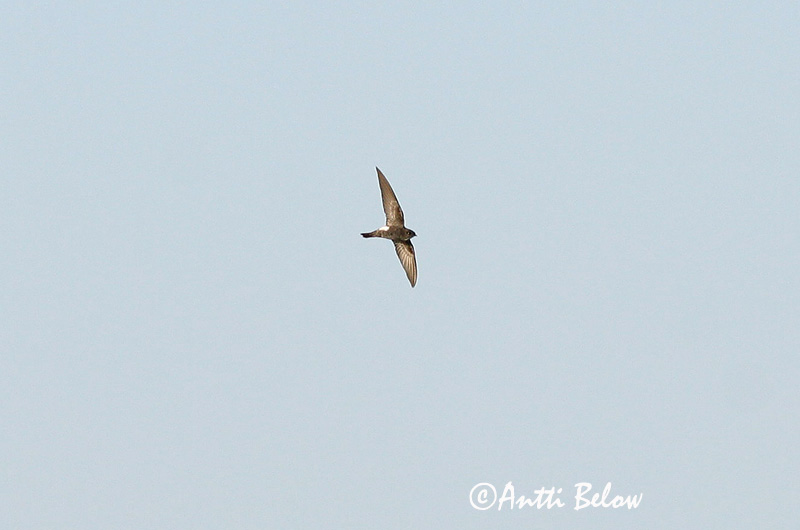 Avainsanat: Pikkutervapääsky Falciot cuablanc comú Lille sejler Huisgierzwaluw Little Swift Martinet des maisons Haussegler Kis sarlósfecske Skíðsvölungur Småseiler Andorinhão-pequeno Apus affinis Vencejo Moro Stubbstjärtseglare