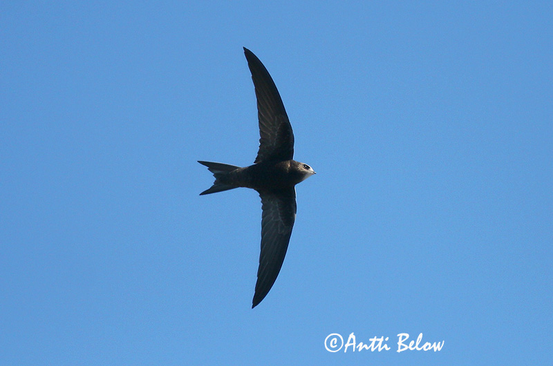 Avainsanat: Falciot negre Mursejler Gierzwaluw Common Swift Piiritaja piirpääsuke Tervapääsky Martinet noir Mauersegler Sarlósfecske Múrsvölungur Tårnseiler Andorinhão-preto Apus apus Vencejo Común Tornseglare