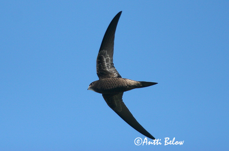 Avainsanat: Falciot negre Mursejler Gierzwaluw Common Swift Piiritaja piirpääsuke Tervapääsky Martinet noir Mauersegler Sarlósfecske Múrsvölungur Tårnseiler Andorinhão-preto Apus apus Vencejo Común Tornseglare