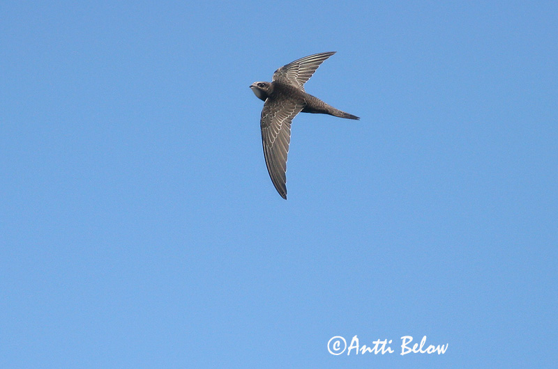 Avainsanat: Falciot negre Mursejler Gierzwaluw Common Swift Piiritaja piirpääsuke Tervapääsky Martinet noir Mauersegler Sarlósfecske Múrsvölungur Tårnseiler Andorinhão-preto Apus apus Vencejo Común Tornseglare