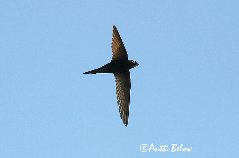 Avainsanat: Falciot negre Mursejler Gierzwaluw Common Swift Piiritaja piirpääsuke Tervapääsky Martinet noir Mauersegler Sarlósfecske Múrsvölungur Tårnseiler Andorinhão-preto Apus apus Vencejo Común Tornseglare