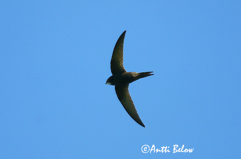 Avainsanat: Falciot negre Mursejler Gierzwaluw Common Swift Piiritaja piirpääsuke Tervapääsky Martinet noir Mauersegler Sarlósfecske Múrsvölungur Tårnseiler Andorinhão-preto Apus apus Vencejo Común Tornseglare