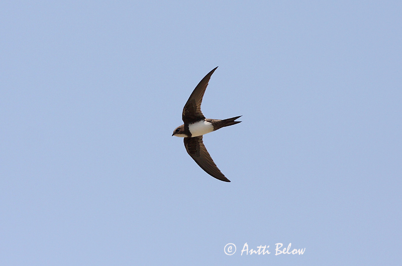 Avainsanat: Ballester Alpesejler Alpengierzwaluw Alpine Swift Alppikiitäjä Martinet à ventre blanc Alpensegler Havasi sarlósfecske Alpasvölungur Alpeseiler Andorinhão-real Apus melba Vencejo Real Alpseglare