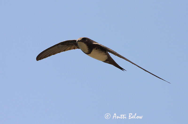 Avainsanat: Ballester Alpesejler Alpengierzwaluw Alpine Swift Alppikiitäjä Martinet à ventre blanc Alpensegler Havasi sarlósfecske Alpasvölungur Alpeseiler Andorinhão-real Apus melba Vencejo Real Alpseglare
