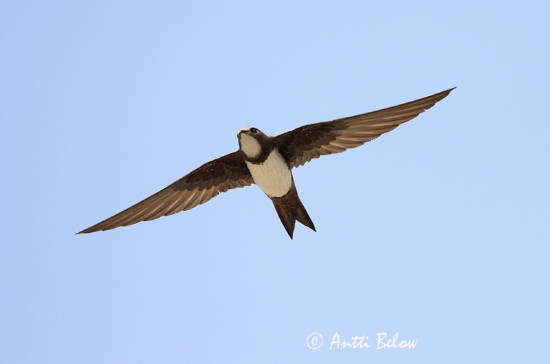 Avainsanat: Ballester Alpesejler Alpengierzwaluw Alpine Swift Alppikiitäjä Martinet à ventre blanc Alpensegler Havasi sarlósfecske Alpasvölungur Alpeseiler Andorinhão-real Apus melba Vencejo Real Alpseglare