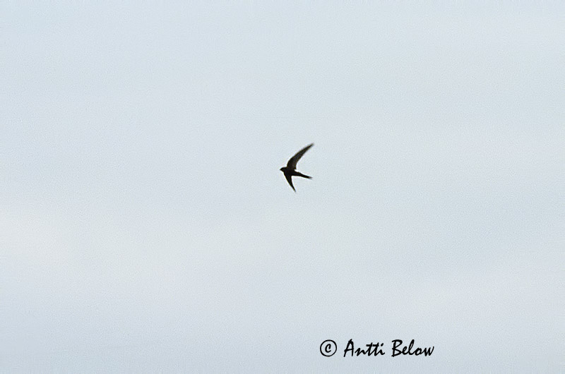 Siberia
scanned
Avainsanat: Siberische gierzwaluw Pacific Swift Martinet de Sibérie Pazifiksegler Gaffelseiler Apus pacificus Vencejo Asiático Orientseglare Aasiankiitäjä Fork-tailed Swift