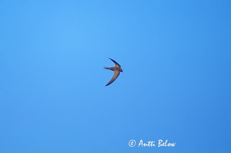 Avainsanat: Falciot pàl·lid Vale gierzwaluw Pallid Swift Vaaleatervapääsky Vaaleakiitäjä Martinet pâle Fahlsegler Gråseiler Apus pallidus Vencejo Pálido Blek tornseglare