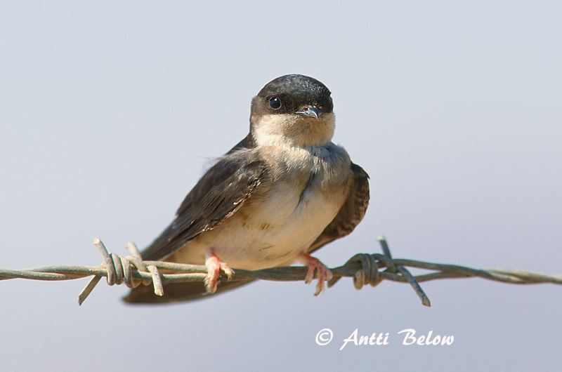 Avainsanat: Oreneta cuablanca Bysvale Huiszwaluw Common House Martin Räästapääsuke Räystäspääsky Hirondelle de fenêtre Mehlschwalbe Molnárfecske Bæjasvala Balestruccio Taksvale Andorinho-dos-beirais Delichon urbica Avión Común Hussvala