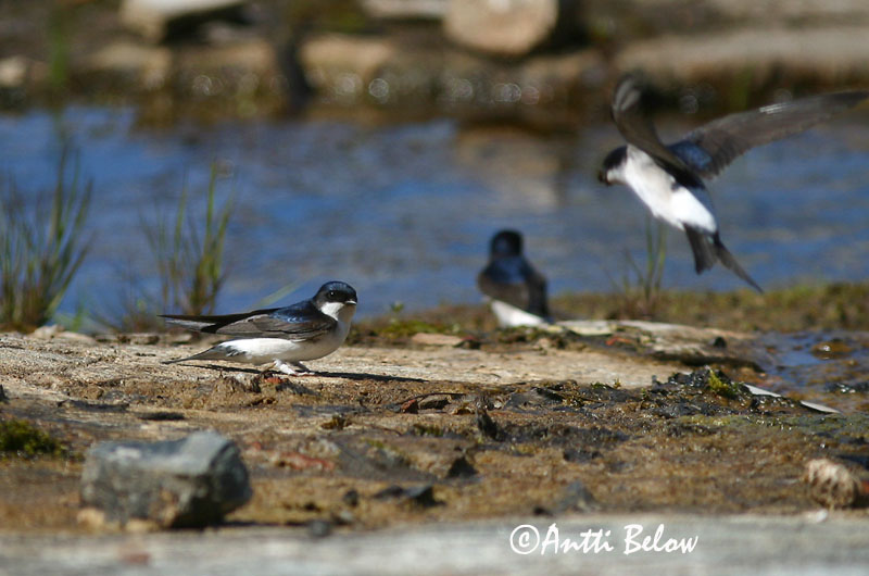 Avainsanat: Oreneta cuablanca Bysvale Huiszwaluw Common House Martin Räästapääsuke Räystäspääsky Hirondelle de fenêtre Mehlschwalbe Molnárfecske Bæjasvala Balestruccio Taksvale Andorinho-dos-beirais Delichon urbica Avión Común Hussvala