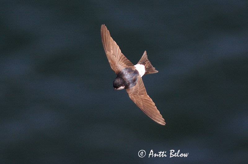 Avainsanat: Oreneta cuablanca Bysvale Huiszwaluw Common House Martin Räästapääsuke Räystäspääsky Hirondelle de fenêtre Mehlschwalbe Molnárfecske Bæjasvala Balestruccio Taksvale Andorinho-dos-beirais Delichon urbica Avión Común Hussvala