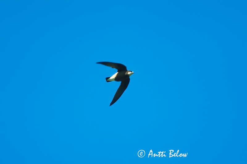 Manchuria
slide
Avainsanat: Falciot espinòs Stekelstaartgierzwaluw White-throated Needletail Piikkipyrstökiitäjä Martinet épineux Stachelschwanzsegler Rondone codaspinosa Pigghaleseiler Hirundapus caudacutus Rabitojo Mongol Taggstjärtseglare