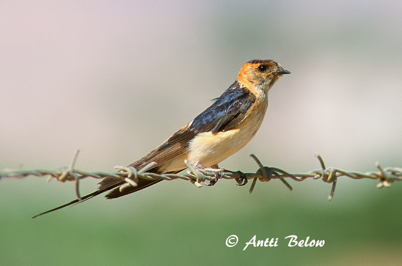 Avainsanat: Oreneta cua-rogenca Rødrygget svale Roodstuitzwaluw Red-rumped Swallow Ruostepääsky Hirondelle rousseline