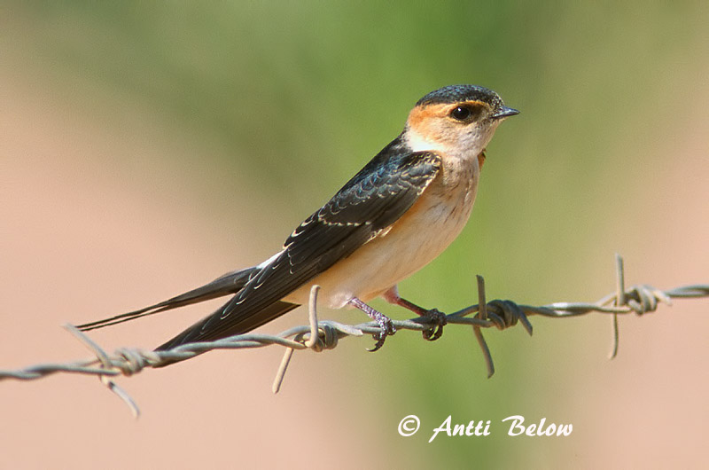 Avainsanat: Oreneta cua-rogenca Rødrygget svale Roodstuitzwaluw Red-rumped Swallow Ruostepääsky Hirondelle rousseline