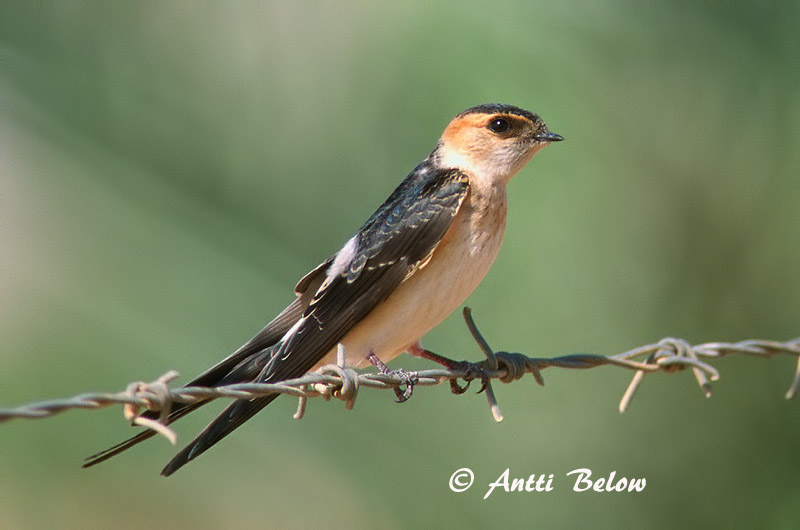 Israel
Avainsanat: Oreneta cua-rogenca Rødrygget svale Roodstuitzwaluw Red-rumped Swallow Ruostepääsky Hirondelle rousseline