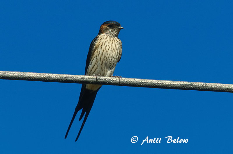 China, Manchuria
Avainsanat: Oreneta cua-rogenca Rødrygget svale Roodstuitzwaluw Red-rumped Swallow Ruostepääsky Hirondelle rousseline