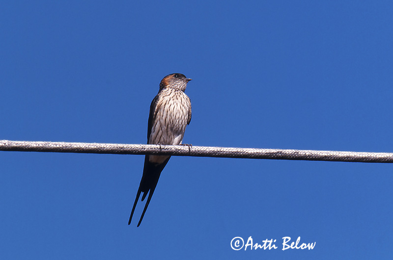 Avainsanat: Oreneta cua-rogenca Rødrygget svale Roodstuitzwaluw Red-rumped Swallow Ruostepääsky Hirondelle rousseline