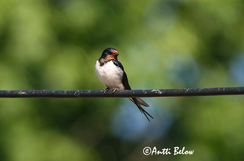 Avainsanat: Oreneta vulgar Landsvale Boerenzwaluw Barn Swallow Suitsupääsuke Haarapääsky Hirondelle rustique Rauchschwalbe Füstifecske Landsvala Rondine Låvesvale Andorinha-das-chaminés Hirundo rustica Golondrina Común Ladusvala