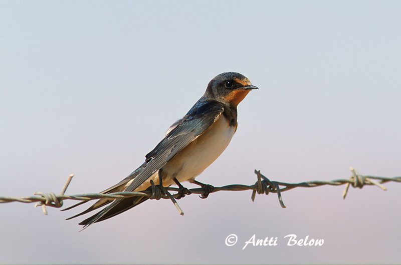 Avainsanat: Oreneta vulgar Landsvale Boerenzwaluw Barn Swallow Suitsupääsuke Haarapääsky Hirondelle rustique Rauchschwalbe Füstifecske Landsvala Rondine Låvesvale Andorinha-das-chaminés Hirundo rustica Golondrina Común Ladusvala