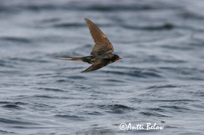 Avainsanat: Oreneta vulgar Landsvale Boerenzwaluw Barn Swallow Suitsupääsuke Haarapääsky Hirondelle rustique Rauchschwalbe Füstifecske Landsvala Rondine Låvesvale Andorinha-das-chaminés Hirundo rustica Golondrina Común Ladusvala