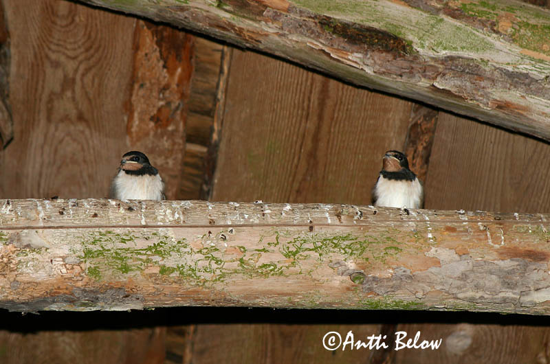 Avainsanat: Oreneta vulgar Landsvale Boerenzwaluw Barn Swallow Suitsupääsuke Haarapääsky Hirondelle rustique Rauchschwalbe Füstifecske Landsvala Rondine Låvesvale Andorinha-das-chaminés Hirundo rustica Golondrina Común Ladusvala