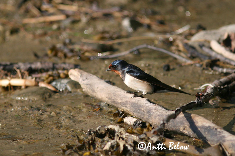 Avainsanat: Oreneta vulgar Landsvale Boerenzwaluw Barn Swallow Suitsupääsuke Haarapääsky Hirondelle rustique Rauchschwalbe Füstifecske Landsvala Rondine Låvesvale Andorinha-das-chaminés Hirundo rustica Golondrina Común Ladusvala
