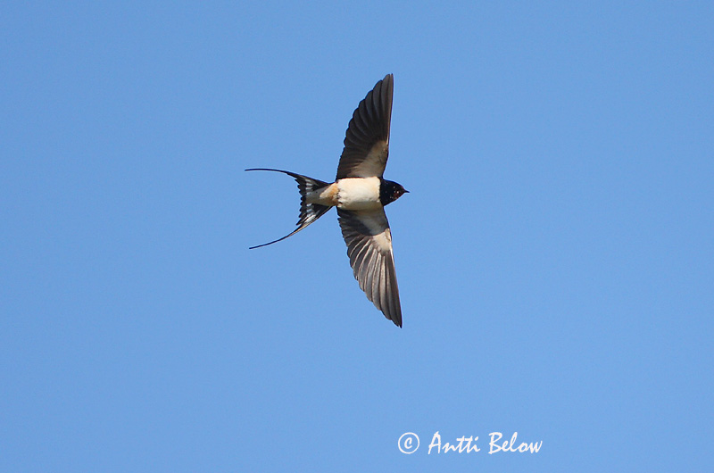 Avainsanat: Oreneta vulgar Landsvale Boerenzwaluw Barn Swallow Suitsupääsuke Haarapääsky Hirondelle rustique Rauchschwalbe Füstifecske Landsvala Rondine Låvesvale Andorinha-das-chaminés Hirundo rustica Golondrina Común Ladusvala