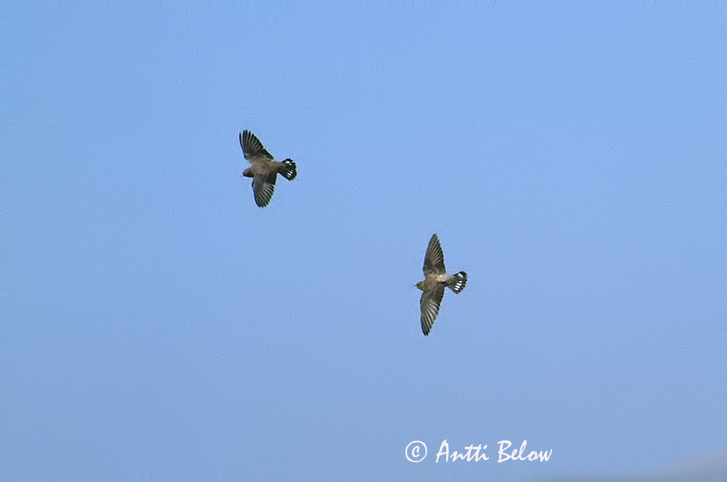 Avainsanat: Roquerol Rotszwaluw Eurasian Crag Martin Kalliopääsky Hirondelle de rochers Rondine delle rocce africana Klippesvale Hirundo rupestris Klippsvala