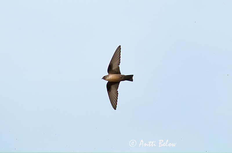 Avainsanat: Roquerol Rotszwaluw Eurasian Crag Martin Kalliopääsky Hirondelle de rochers Rondine delle rocce africana Klippesvale Hirundo rupestris Klippsvala
