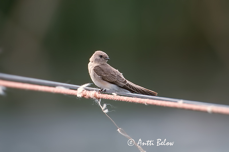 Avainsanat: Vale oeverzwaluw Plain Martin Hirondelle paludicole Braunkehl-Uferschwalbe Topino paludicolo Brunstrupesandsvale Riparia paludicola Avión Zapador Paludícola Brunstrupig backsvala Pikkutörmäpääsky