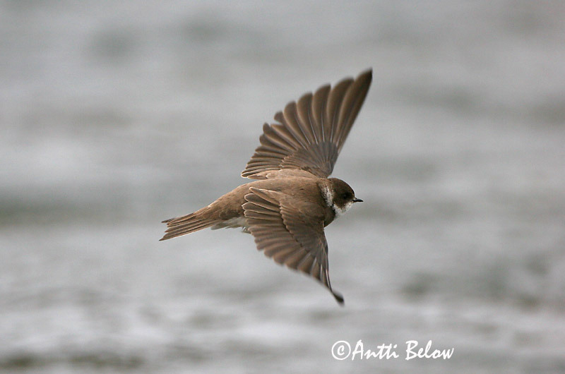 Avainsanat: Oreneta de ribera Digesvale Oeverzwaluw Sand Martin Kaldapääsuke Törmäpääsky Hirondelle de ravage Uferschwalbe Parti fecske Bakkasvala Topino Sandsvale Andorinha-das-barreiras Riparia riparia Avión Zapador Backsvala