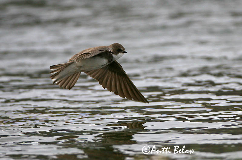 Avainsanat: Oreneta de ribera Digesvale Oeverzwaluw Sand Martin Kaldapääsuke Törmäpääsky Hirondelle de ravage Uferschwalbe Parti fecske Bakkasvala Topino Sandsvale Andorinha-das-barreiras Riparia riparia Avión Zapador Backsvala