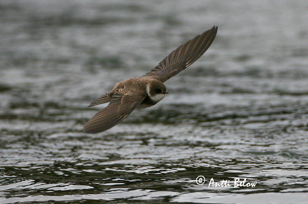 Avainsanat: Oreneta de ribera Digesvale Oeverzwaluw Sand Martin Kaldapääsuke Törmäpääsky Hirondelle de ravage Uferschwalbe Parti fecske Bakkasvala Topino Sandsvale Andorinha-das-barreiras Riparia riparia Avión Zapador Backsvala