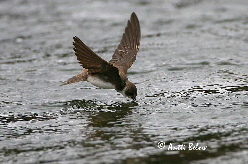 Avainsanat: Oreneta de ribera Digesvale Oeverzwaluw Sand Martin Kaldapääsuke Törmäpääsky Hirondelle de ravage Uferschwalbe Parti fecske Bakkasvala Topino Sandsvale Andorinha-das-barreiras Riparia riparia Avión Zapador Backsvala