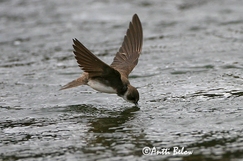 Avainsanat: Oreneta de ribera Digesvale Oeverzwaluw Sand Martin Kaldapääsuke Törmäpääsky Hirondelle de ravage Uferschwalbe Parti fecske Bakkasvala Topino Sandsvale Andorinha-das-barreiras Riparia riparia Avión Zapador Backsvala
