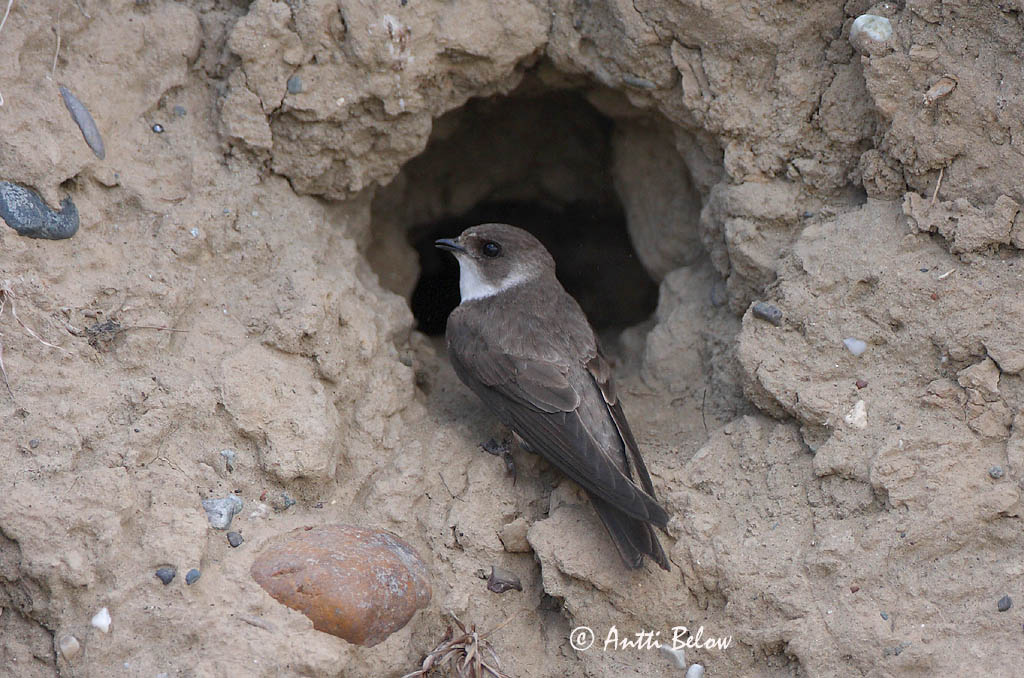 Avainsanat: Oreneta de ribera Digesvale Oeverzwaluw Sand Martin Kaldapääsuke Törmäpääsky Hirondelle de ravage Uferschwalbe Parti fecske Bakkasvala Topino Sandsvale Andorinha-das-barreiras Riparia riparia Avión Zapador Backsvala