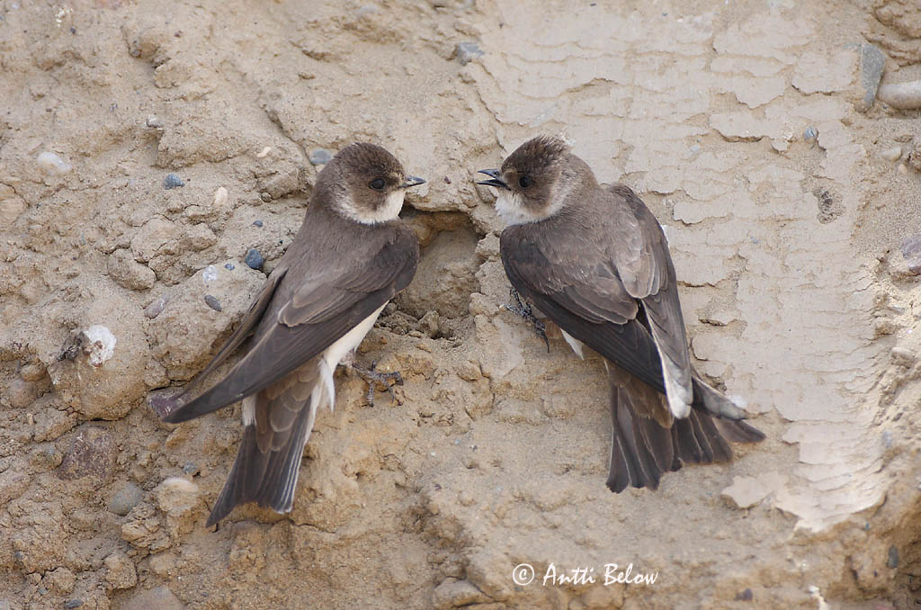 Avainsanat: Oreneta de ribera Digesvale Oeverzwaluw Sand Martin Kaldapääsuke Törmäpääsky Hirondelle de ravage Uferschwalbe Parti fecske Bakkasvala Topino Sandsvale Andorinha-das-barreiras Riparia riparia Avión Zapador Backsvala