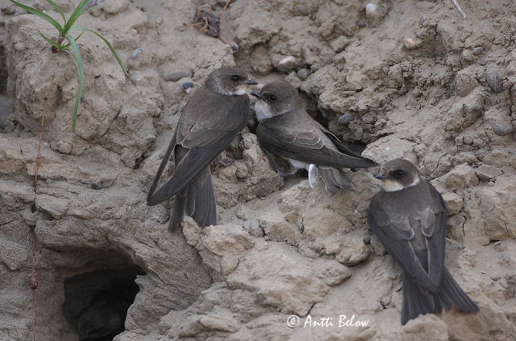 Avainsanat: Oreneta de ribera Digesvale Oeverzwaluw Sand Martin Kaldapääsuke Törmäpääsky Hirondelle de ravage Uferschwalbe Parti fecske Bakkasvala Topino Sandsvale Andorinha-das-barreiras Riparia riparia Avión Zapador Backsvala