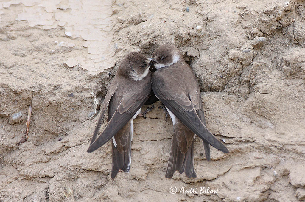 Avainsanat: Oreneta de ribera Digesvale Oeverzwaluw Sand Martin Kaldapääsuke Törmäpääsky Hirondelle de ravage Uferschwalbe Parti fecske Bakkasvala Topino Sandsvale Andorinha-das-barreiras Riparia riparia Avión Zapador Backsvala