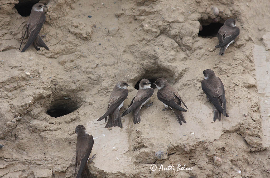 Avainsanat: Oreneta de ribera Digesvale Oeverzwaluw Sand Martin Kaldapääsuke Törmäpääsky Hirondelle de ravage Uferschwalbe Parti fecske Bakkasvala Topino Sandsvale Andorinha-das-barreiras Riparia riparia Avión Zapador Backsvala