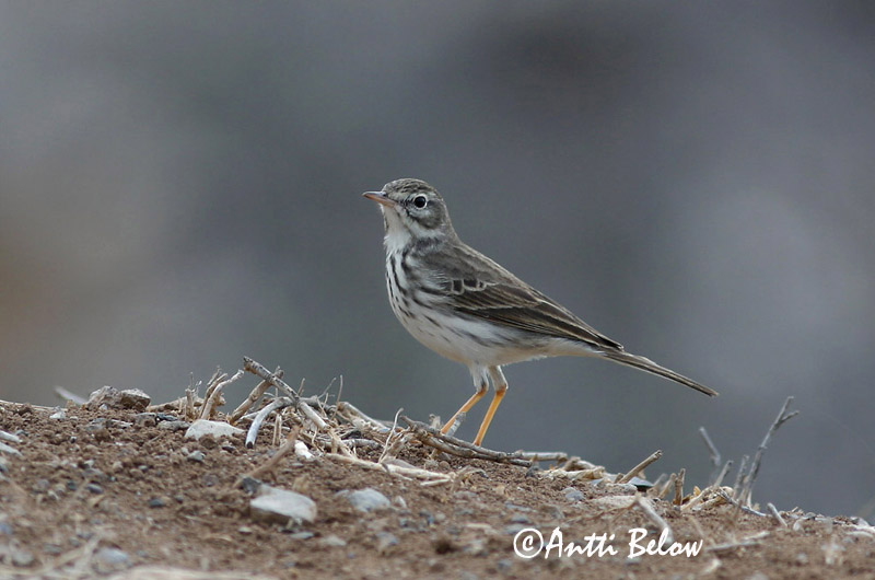 Avainsanat: Kanariankirvinen Piula de les Canàries Berthelot's Pipit Pipit de Berthelot Kanarenpieper Kanaripiplerke Anthus berthelotii Bisbita Caminero Kanariepiplärka