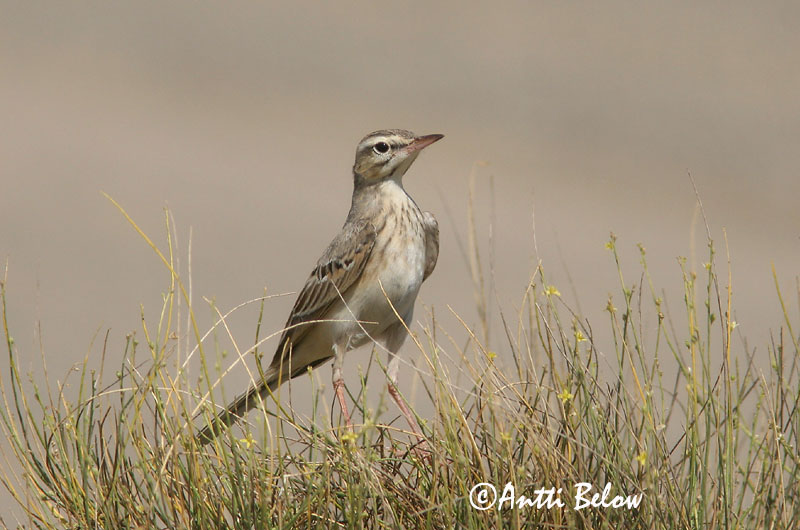 Avainsanat: Trobat Markpiber Duinpieper Tawny Pipit Rufous Calamanthus Nõmmekiur Nummikirvinen Séricorne roussâtre Pipit rousseline Brachpieper Parlagi pityer Sandtittlingur Markpiplerke Petinha-dos-campos Anthus campestris Calamanthus campestris Bisbita Campestre